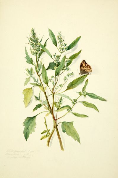Watercolour. Two stems of plants have narrow green leaves and small clusters of white flowers. A butterfly with orange and brown spots sits on one leaf. The specimen casts a few faint shadows on the cream-white background.