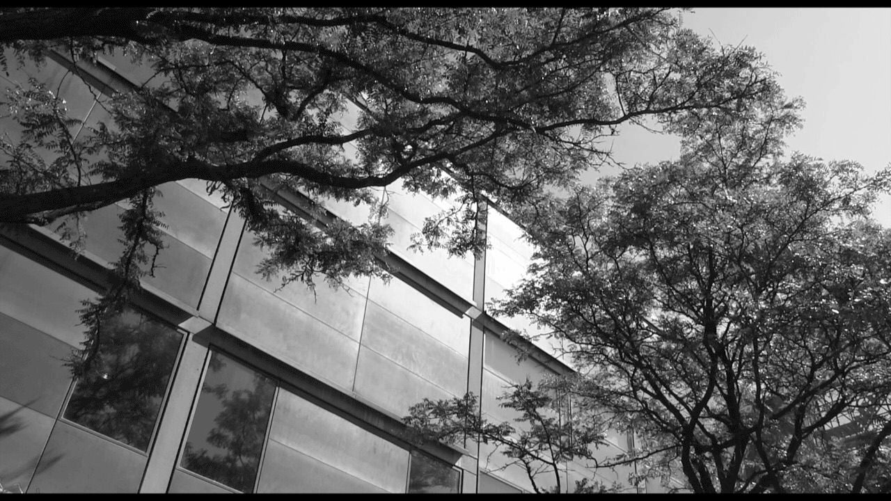 Black and white animation. We look into the undersides of trees’ canopies that grow right outside a building covered in reflective panels. This image seems still at first glance but eventually micro movements of the leaves animate the photographic image on a loop.