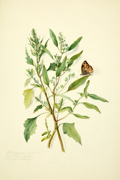 Watercolour. Two stems of plants have narrow green leaves and small clusters of white flowers. A butterfly with orange and brown spots sits on one leaf. The specimen casts a few faint shadows on the cream-white background.