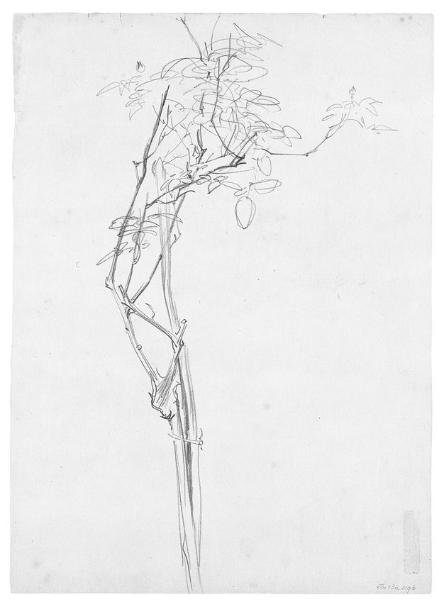 Drawing. A vertical rose branch with leaves at the top is loosely sketched on white paper.