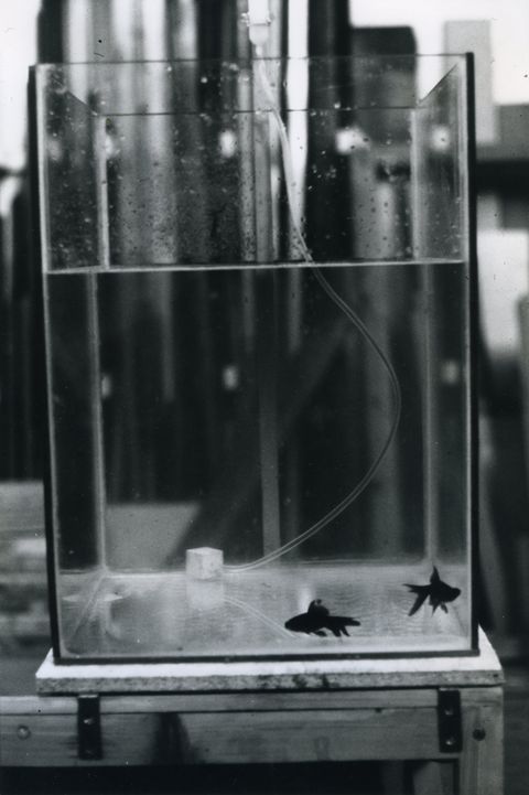 Black and white photograph. Two fish swimming along the bottom of a tall, rectangular fish tank. Water fills about two-thirds of the tank. A tube is attached to a cube-shaped device on the bottom of the tank.