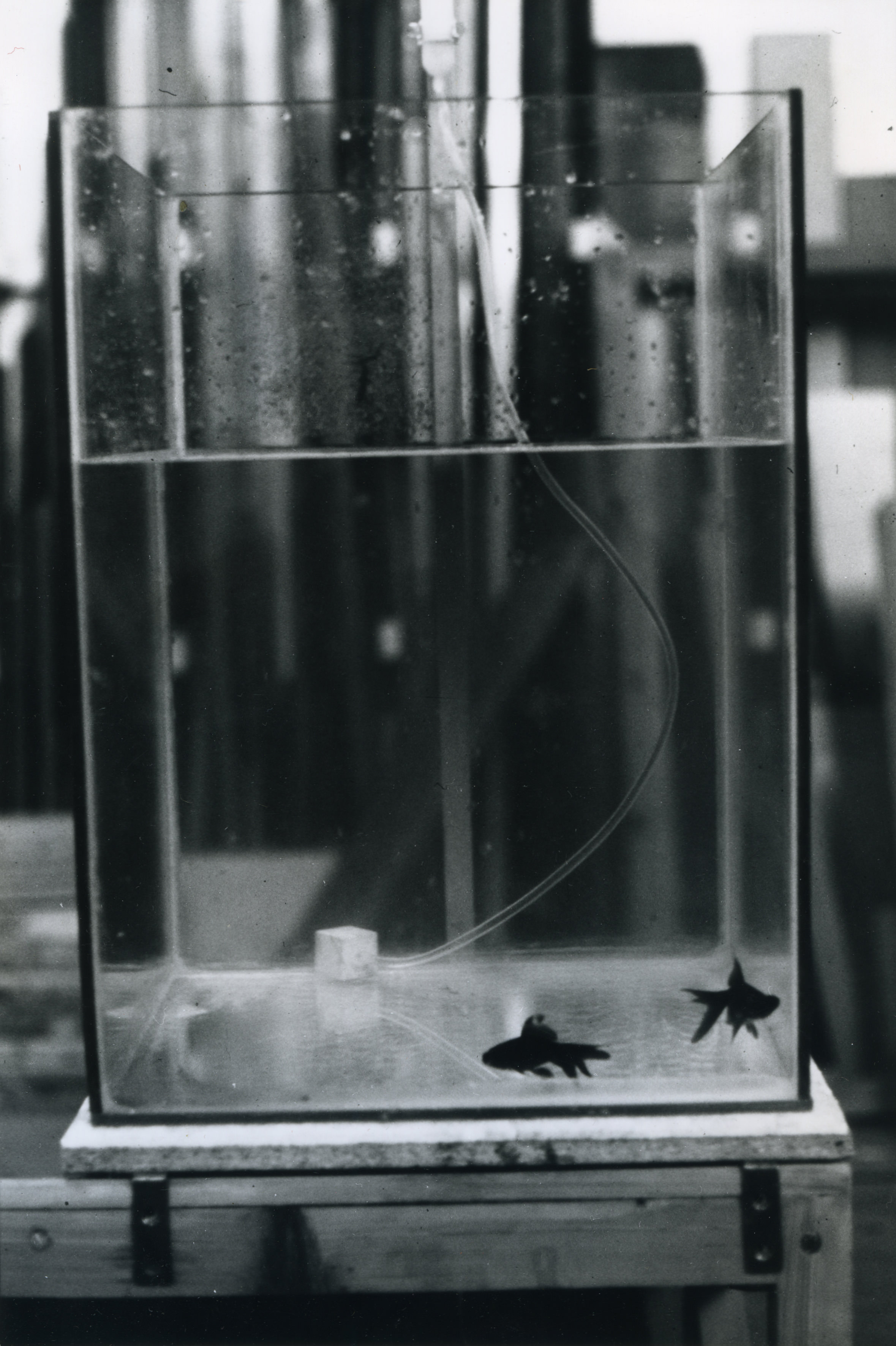 Black and white photograph. Two fish swimming along the bottom of a tall, rectangular fish tank. Water fills about two-thirds of the tank. A tube is attached to a cube-shaped device on the bottom of the tank.