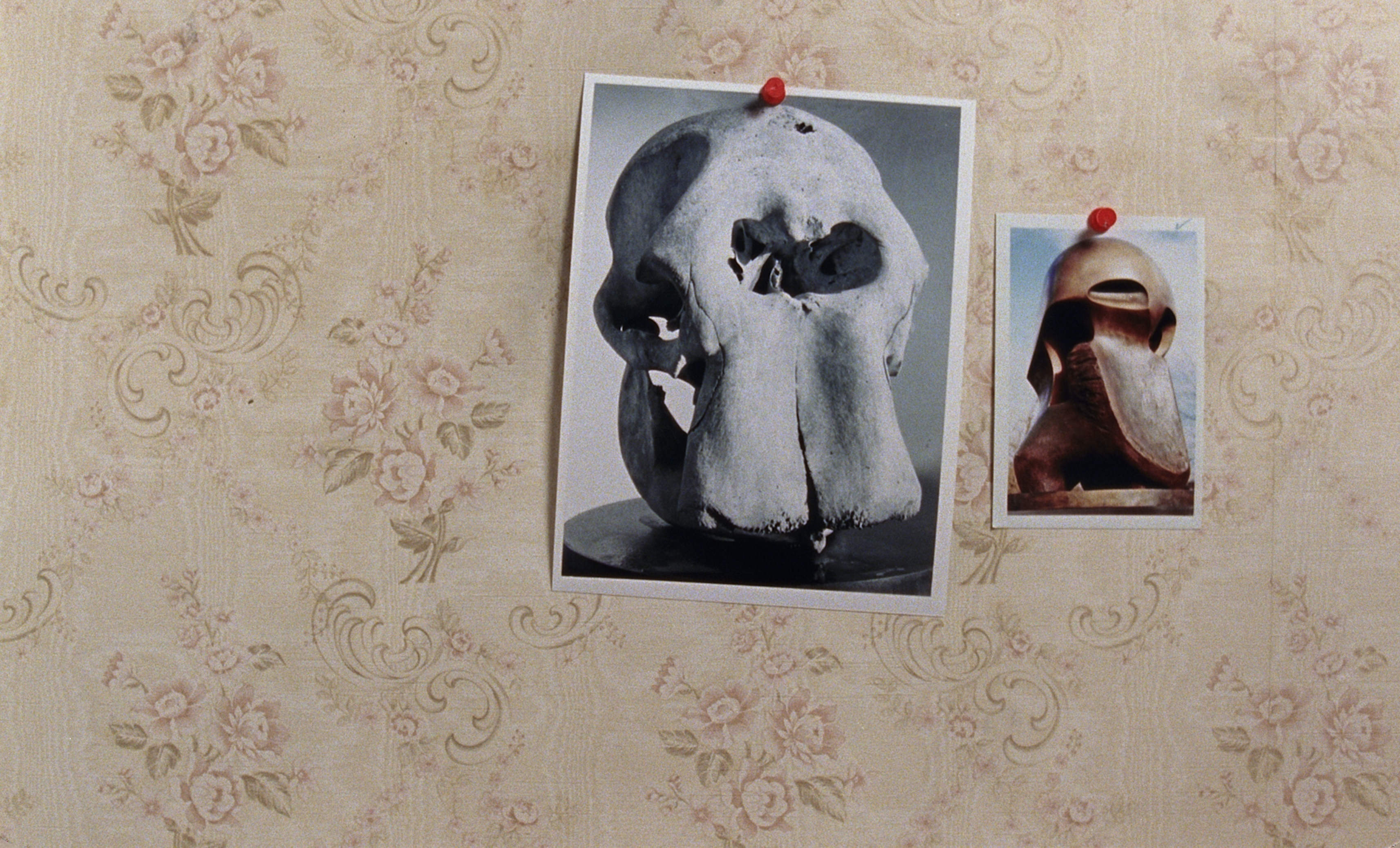 Film still. A black and white photograph of what might be an animal skull is pinned to a wall papered with a muted floral pattern. A colour image of an abstracted bronze sculpture, similar in shape to the skull, hangs next to it. Both are pinned with red thumbtacks.