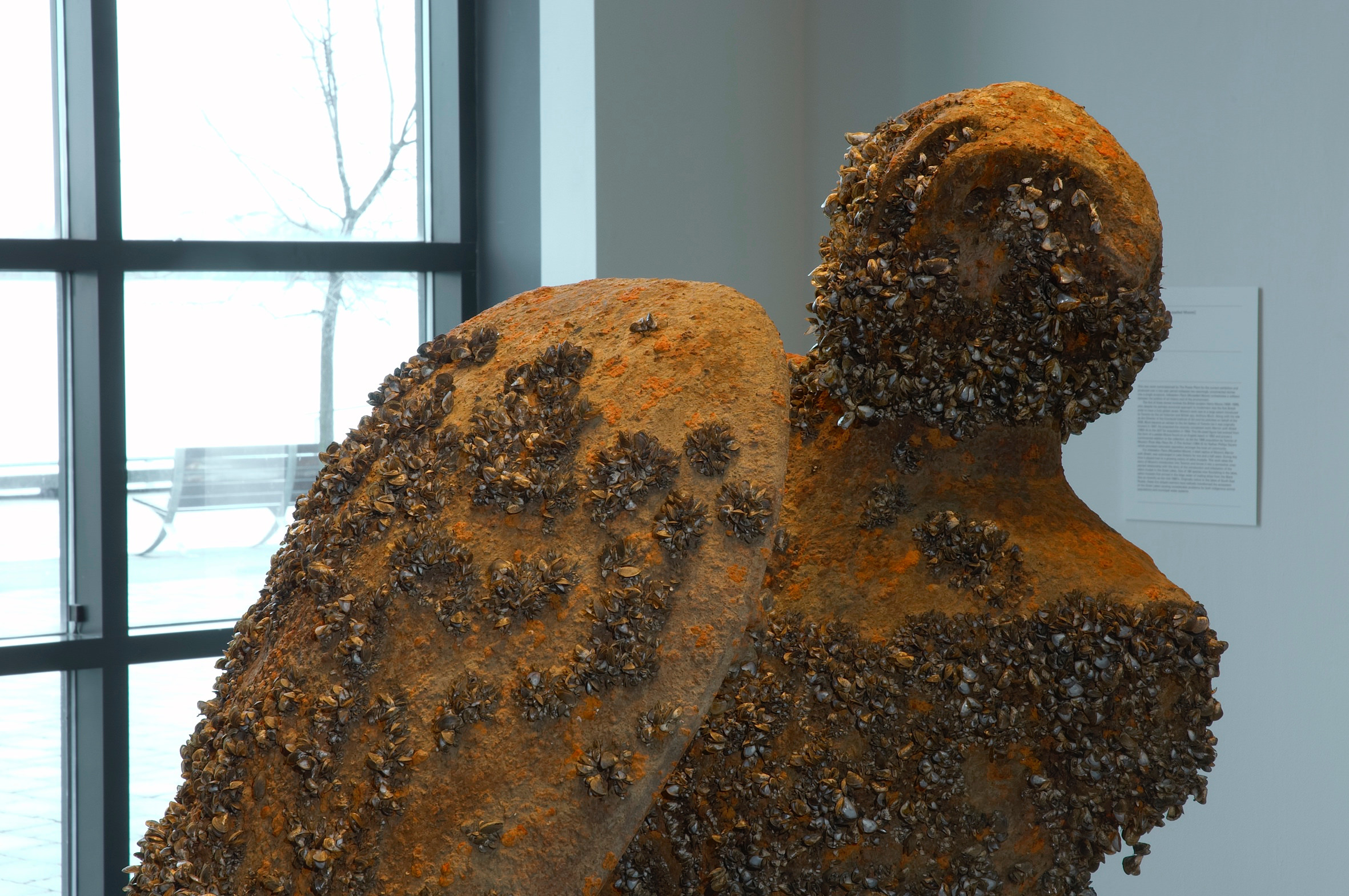 Sculpture. Detail view of the head, shoulders, and shield of an abstracted person. The rusted surface is pocked with colonies of mussel shells. Light comes in from a window behind the sculpture, to our left.
