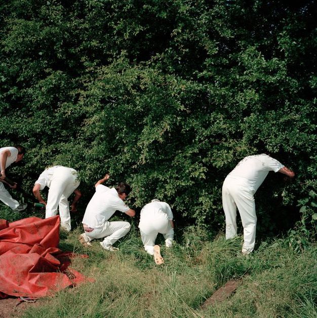 Colour photograph. Five men facing away from us and wearing all white peer into a dense thicket of bushes. Two kneel down and three bend over, heads in the foliage.