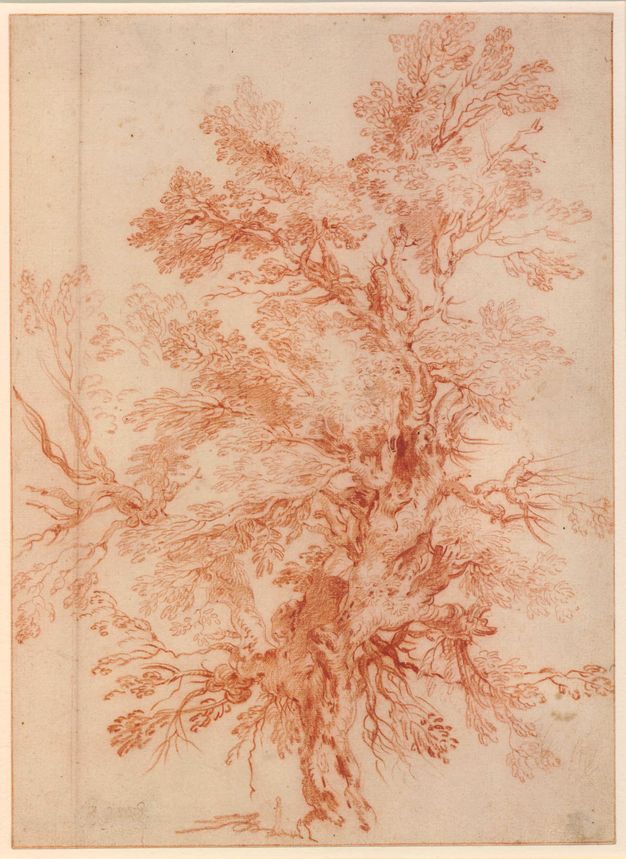 Drawing. A majestic, gnarled tree is drawn in red chalk on pink-tinted paper.