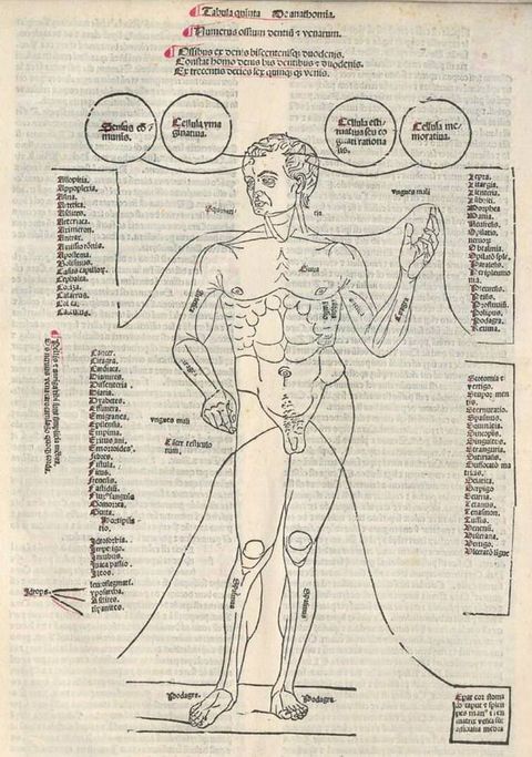 Illustration. A muscular, nude man stands facing us with his weight on his left foot and his left hand raised. A few body parts are labelled. Text in circles and lists surround the figure.