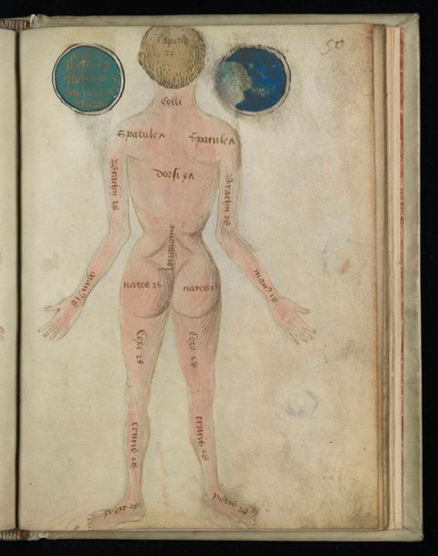 Illumination. A pale-skinned, nude man with light brown hair stands with his back to us, arms by his sides and hands held slightly out. A few body parts are labelled. There is a coloured circle to each side of his head.