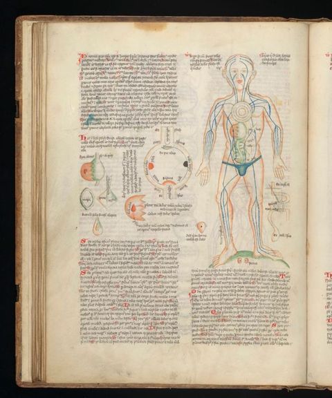 Illumination. Anatomical systems, like the circulatory or nervous systems, and organs are painted onto the pale skin of a man wearing only briefs. Several diagrams are painted and labelled to our left. The rest of the page is filled with two columns of black writing with red initial letters.