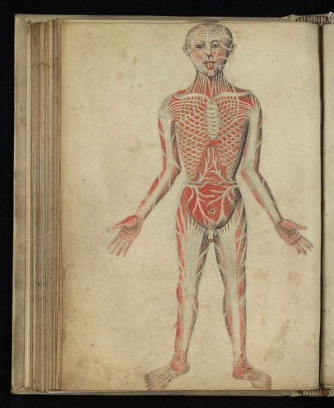 Illumination. A nude man stands with arms by his sides, hands held slightly out and feet planted. Red muscles are overlaid with white bones and tendons. He sticks out his tongue.