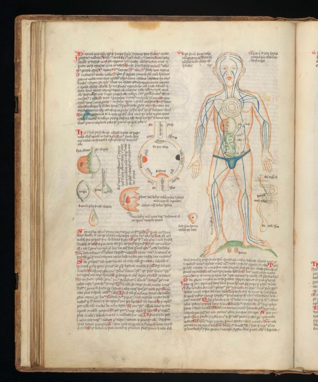 Illumination. Anatomical systems, like the circulatory or nervous systems, and organs are painted onto the pale skin of a man wearing only briefs. Several diagrams are painted and labelled to our left. The rest of the page is filled with two columns of black writing with red initial letters.