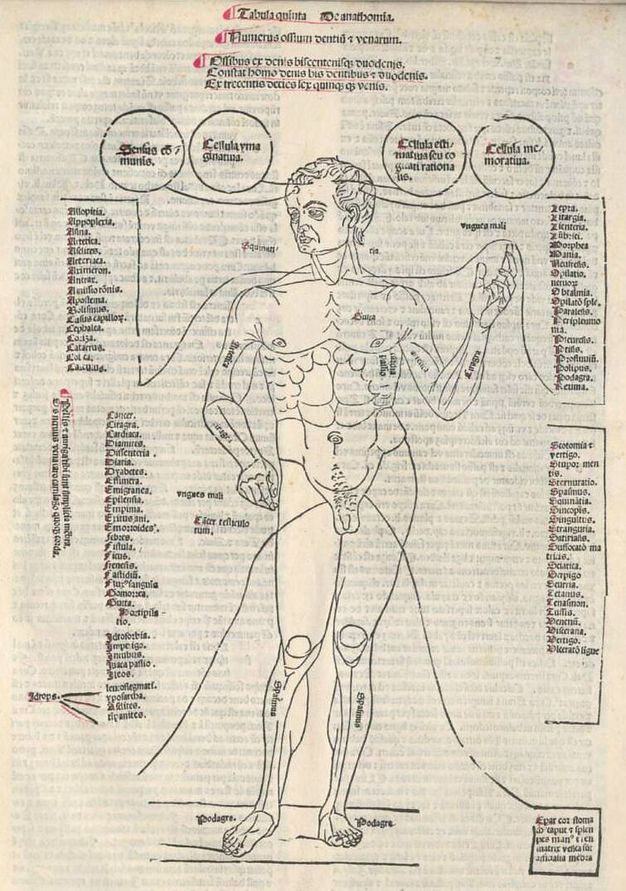 Illustration. A muscular, nude man stands facing us with his weight on his left foot and his left hand raised. A few body parts are labelled. Text in circles and lists surround the figure.