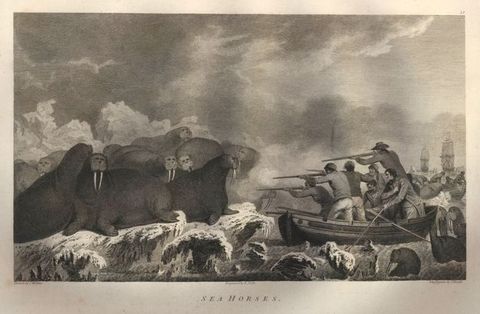 Print. Walruses sit placidly on icy shores as men in rowboats shoot at them with rifles from close range.