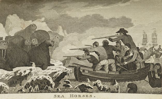 Print. Walruses sit placidly on icy shores as men in rowboats shoot at them with rifles from close range.