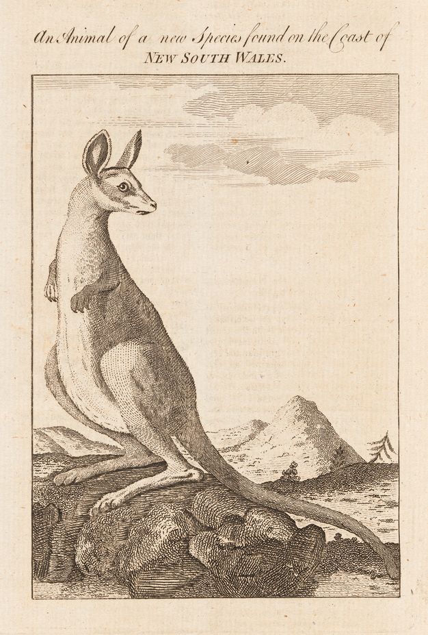 Print. A kangaroo stands on a rock looking back over one shoulder to our right.