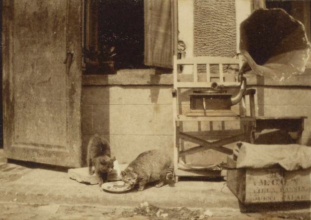 Black and white photograph. Outside the open door of a building, two cats look up from a plate at something out of frame to our right. A phonograph sits on a chair to our right, the horn flaring towards us.