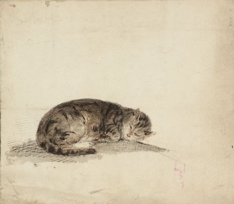 Drawing. A sleeping tabby cat lies tightly curled up against the white of the page.