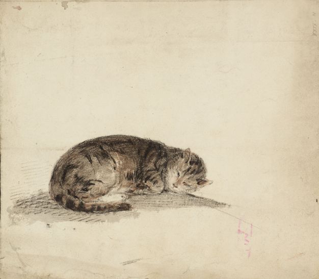Drawing. A sleeping tabby cat lies tightly curled up against the white of the page.