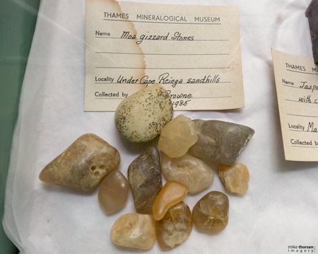 Twelve amber yellow, warm white, or soft grey stones make a little heap in a storage box. Next to the printed Name line, handwriting reads, “Moa gizzard Stones”.