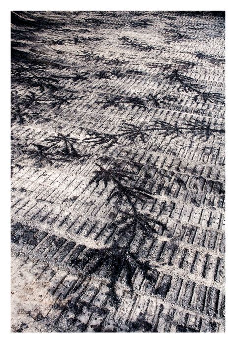 Black line drawings of stems with starburst-like leaves are sketched into a ground covered with stone dust and then rolled over with a bulldozer on treads to create long rows of short parallel lines. The drawn stems span the track marks like a pattern across the weft and warp of a carpet.