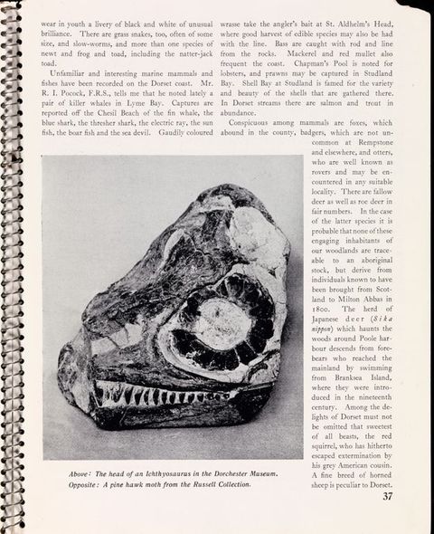 Page of a book. A black and white illustration of a fossil is tucked into two columns of text. The image is captioned, “Above: The head of an Ichthyosaurus in the Dorchester Museum”.
