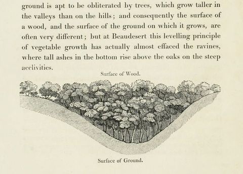 Illustration. A cross section drawing of a valley is filled with trees to make an even line of canopies across the top. It is labelled “Surface of Wood” above and “Surface of Ground” below. Text appears on the page above the illustration.