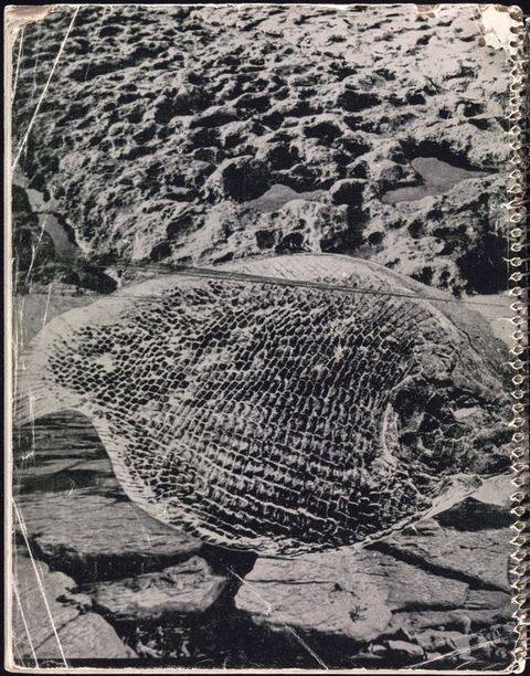 Book cover. The back cover of a spiral-bound book is illustrated in black and white with a fossil of a fish shown against a rocky beach.