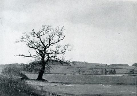 Black and white photograph. A gnarled, leafless tree twists in black silhouette against gently rolling hills.