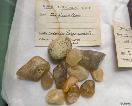 Twelve amber yellow, warm white, or soft grey stones make a little heap in a storage box. Next to the printed Name line, handwriting reads, “Moa gizzard Stones”.