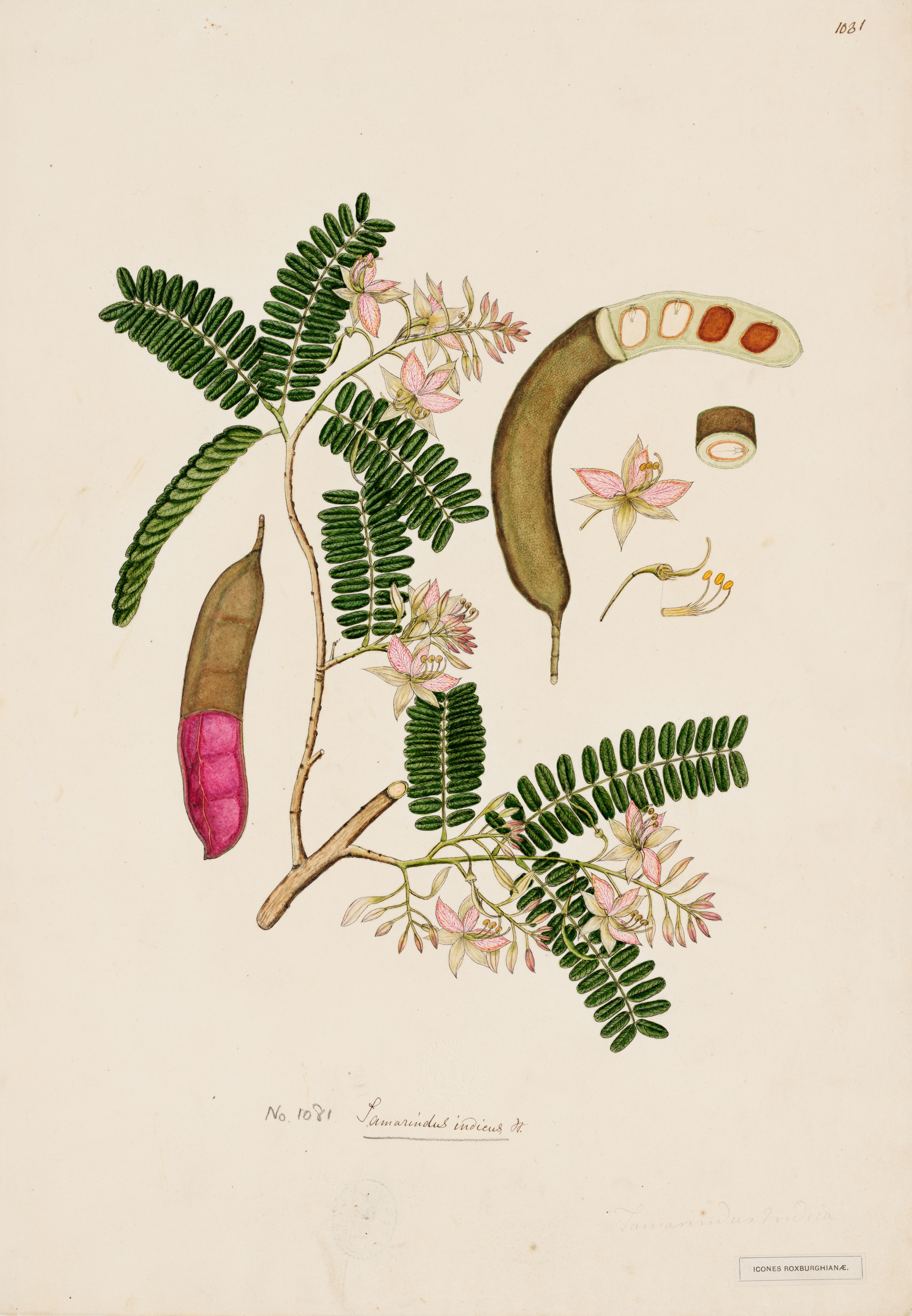 Illustration. Two pods and a twig with rows of closely spaced, short, dark green leaves are shown against a white background. A few small pale pink flowers grow on the specimen.