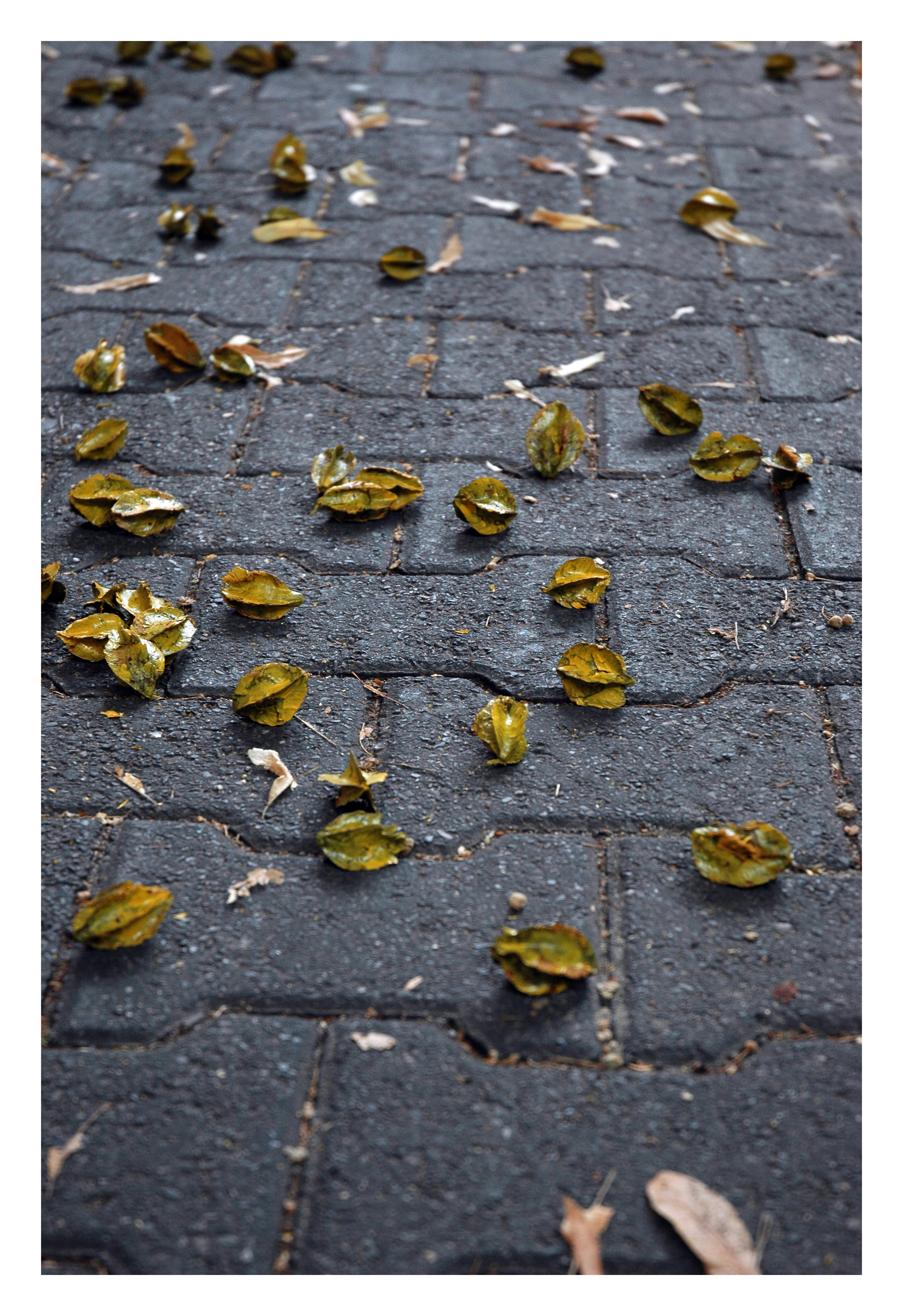 Public art project. Golden yellow and muted green star-shaped pods are scattered along a grey brick sidewalk. About twenty pods are visible in this image.