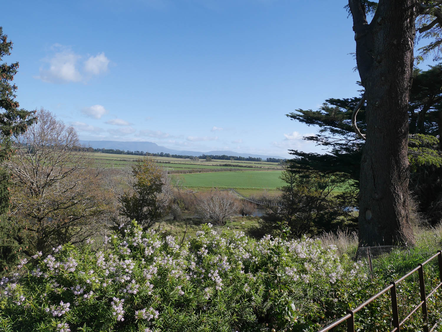 We look past a bank of white flowers to flat fields. They meet a line of trees in the distance, and blue hills are hazy along the horizon. A few cotton balls of clouds dot the sky.
