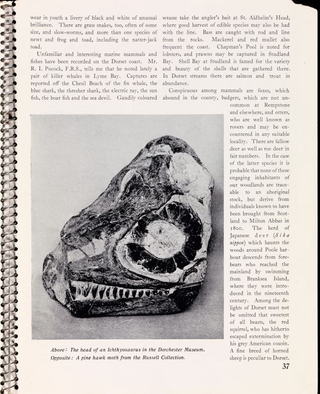Page of a book. A black and white illustration of a fossil is tucked into two columns of text. The image is captioned, “Above: The head of an Ichthyosaurus in the Dorchester Museum”.