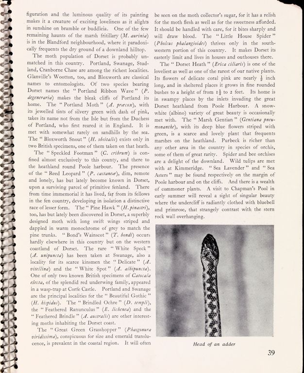 Page of a book. A black and white illustration titled “Head of an adder” is at the end of two columns of text.