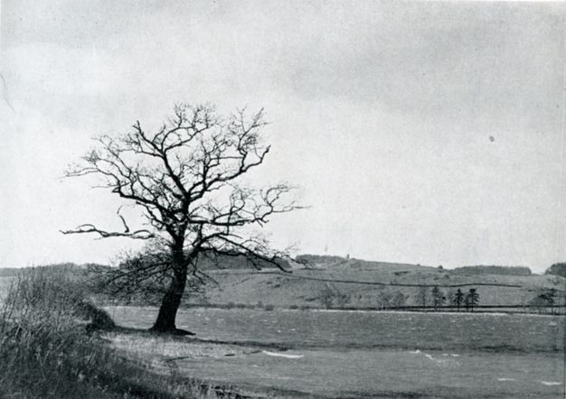 Black and white photograph. A gnarled, leafless tree twists in black silhouette against gently rolling hills.