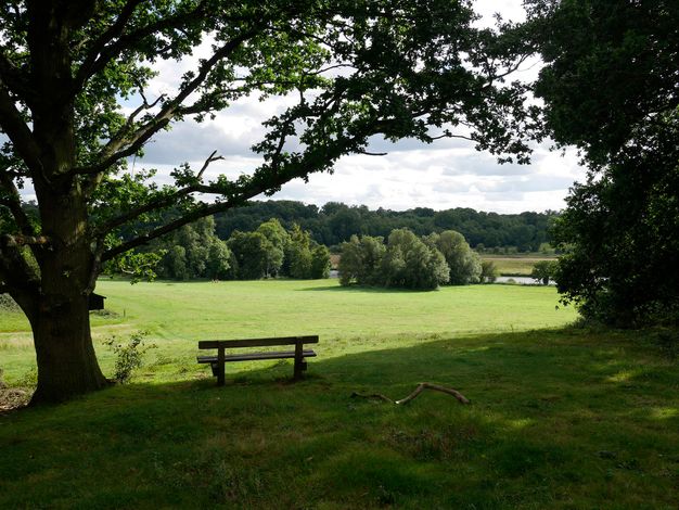 A bench sits in the shade of a sprawling tree on a lush green lawn. Bushes and trees are in the distance alongside a river.