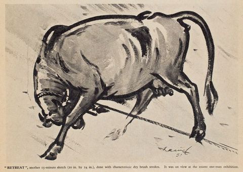 Drawing. Painted economically with black and grey strokes, a bull is pulled by a rope so his head bends sharply down between its front legs. Text below reads, “‘Retreat’, another 15-minute sketch (20 in. by 24 in.), done with characteristic dry brush strokes. It was on view at the recent one-man exhibition”.
