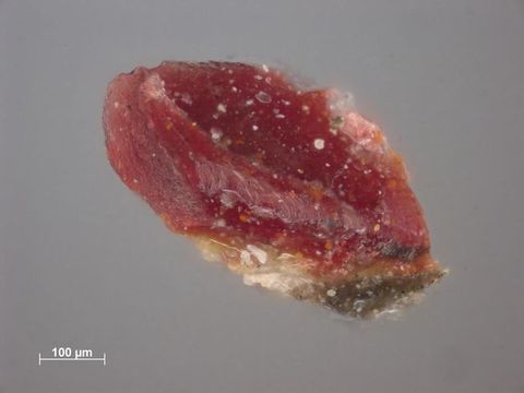 Microscopic sample of paint. Though tiny, the roughly oval sample resembles a bright garnet with a textured surface. Text in the lower left reads, “100 µm”.