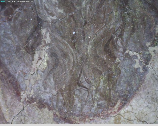 Painting. Detail view of a grey beard. Cracks create a network across the painted surface.