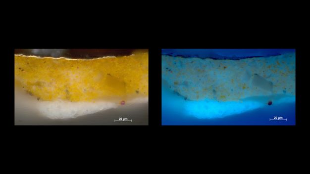 Microscopic cross sections of paint. The image on our left shows a thick layer of bright yellow over a thin layer of white. The image on the right is of the same sample but in blue tones. Each image is labelled “20 µm” in the lower right corner.