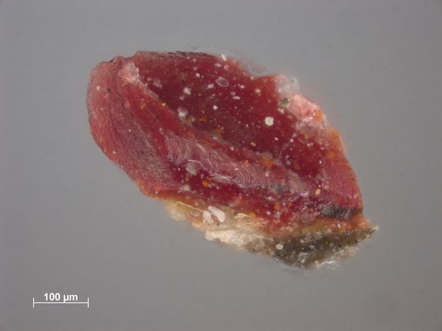 Microscopic sample of paint. Though tiny, the roughly oval sample resembles a bright garnet with a textured surface. Text in the lower left reads, “100 µm”.