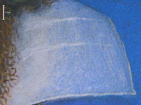 Painting. Detail view of a flaring collar.