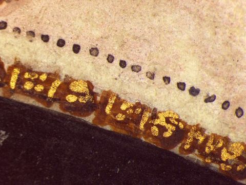 Watercolour. Detail view of finely painted black dots against ivory white and short gold lines against rust brown.