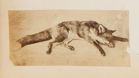 Black and white photograph. A dead fox lies with their head between outstretched front paws against a light background.