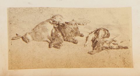 Black and white photograph. A dead rabbit and five birds are arranged against a pale background. Two birds lie to our right, and three more nestle up to the rabbit, which lies on its side.