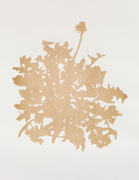 Golden yellow silhouette captures the outlines of spiky dandelion leaves and one stem, its feathery seeds having blown away, against white paper.