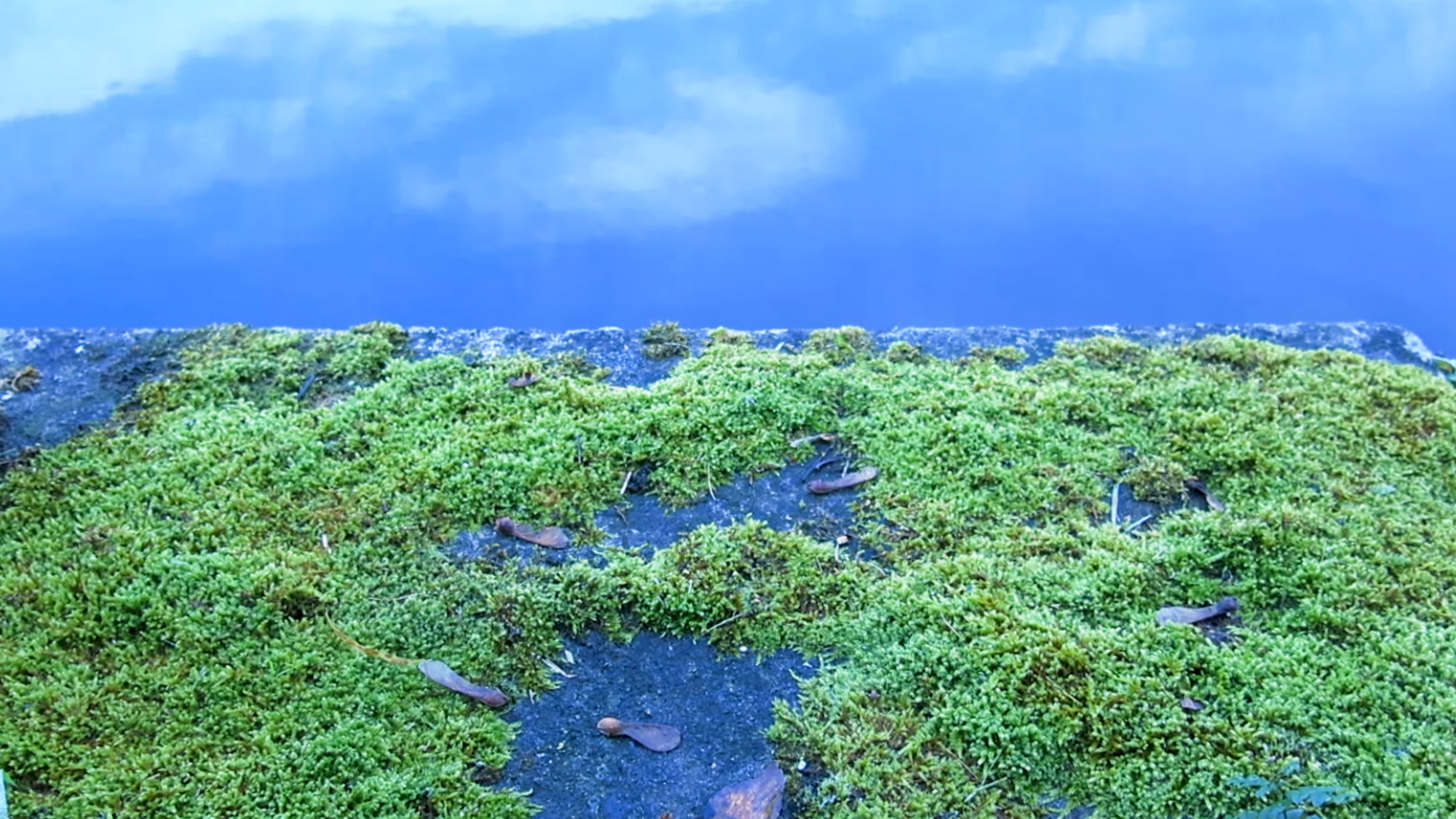 Video still. What first appears to be a vast view of the earth is moss against blue material. Tiny helicopter seeds, painted blue, shift the scale abruptly.