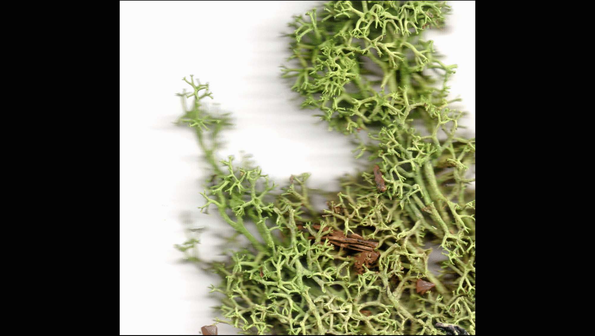 Video. Three views alternate in a cycle. Two show different views of twiggy, pale-green moss against a white background. The third appears to be two topographical photographs layered one over the other, and both shown against the moss.