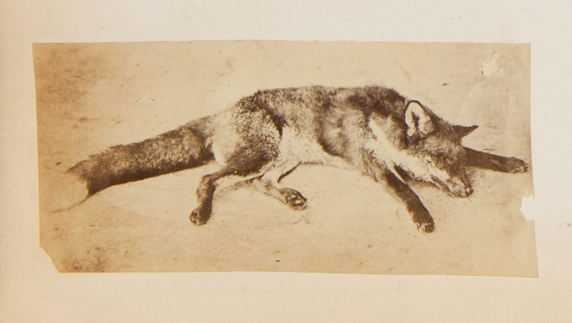 Black and white photograph. A dead fox lies with their head between outstretched front paws against a light background.