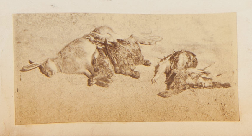Black and white photograph. A dead rabbit and five birds are arranged against a pale background. Two birds lie to our right, and three more nestle up to the rabbit, which lies on its side.